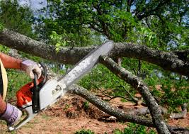 Best Stump Grinding and Removal  in Crest View Heights, NY